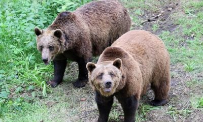 Two bears at wildwood