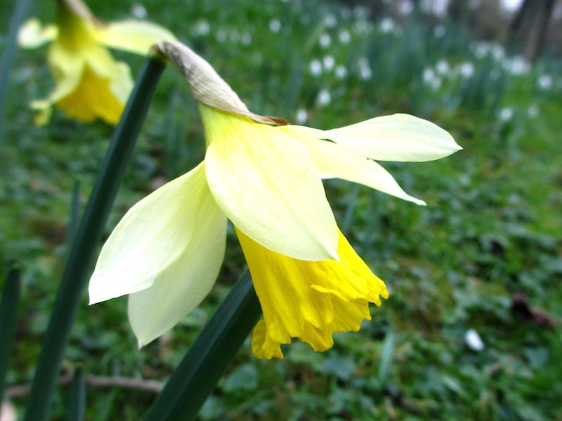 daffodil - Spring daffodils car-free