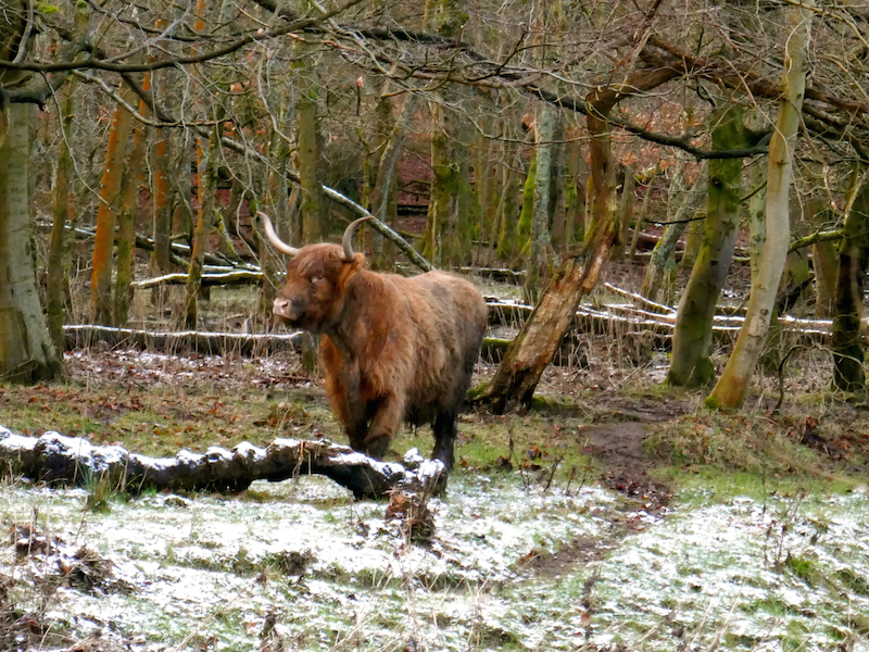 highland cow -