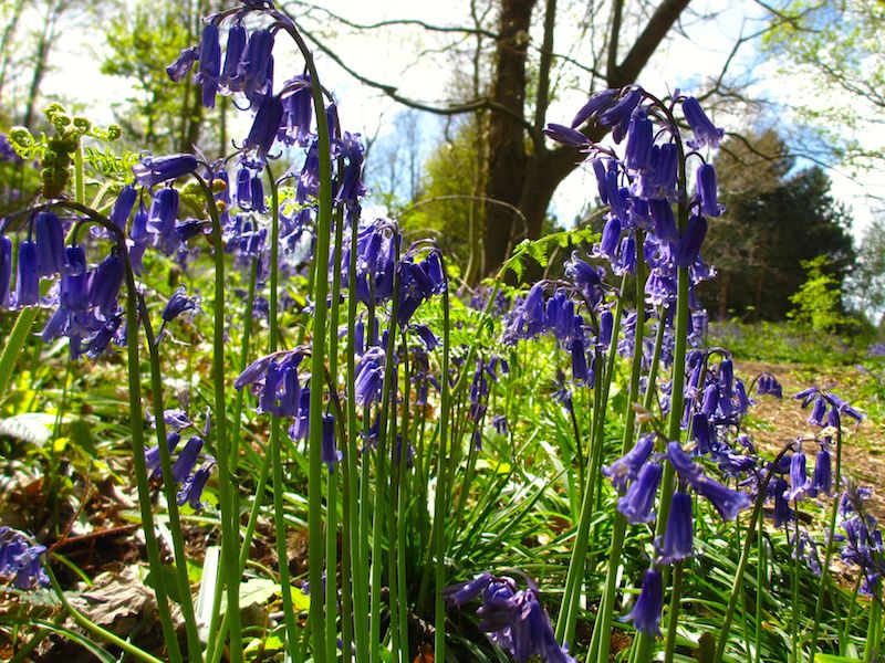 bluebells - Bluebells by bus and train