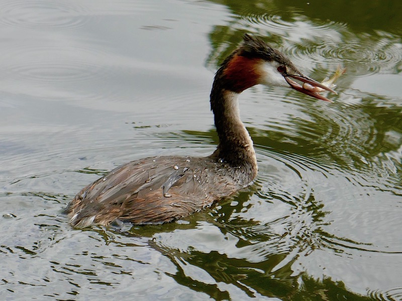 Grebe catching a fish in Ely - Ely car-free adventures