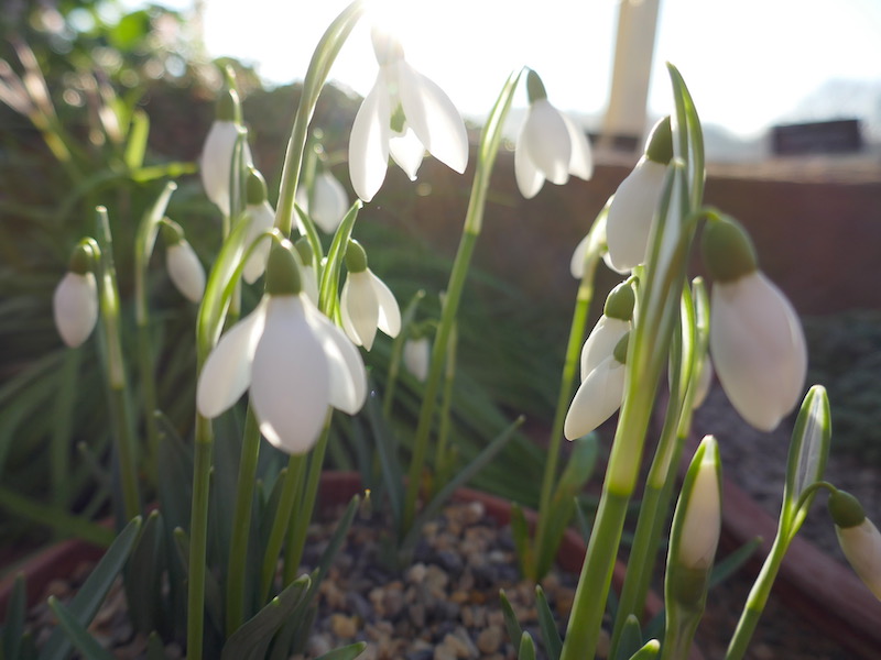 Snowdrops at Harlow Carr - Leeds car-free adventures