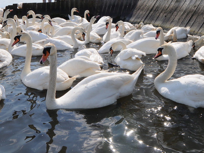 Swans - Weymouth car-free adventures