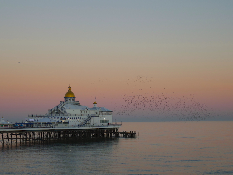 Starlings off Eastbourne pier - from our Hastings car-free trip