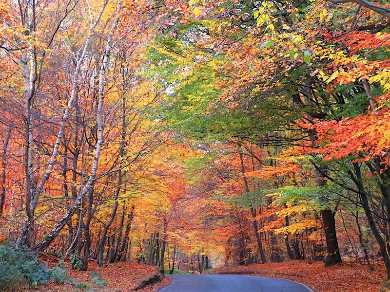 Epping Forest - Autumn colour car-free trips
