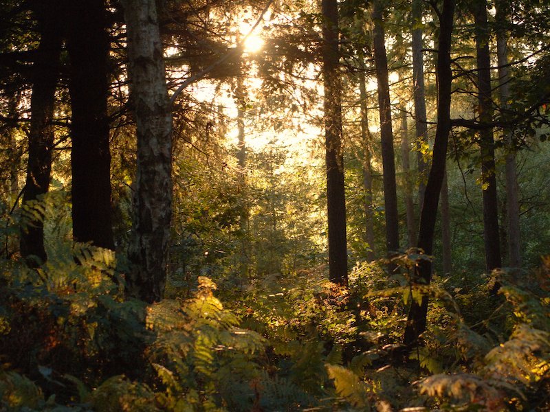 Wyre Forest - from our Autumn colour car-free trips