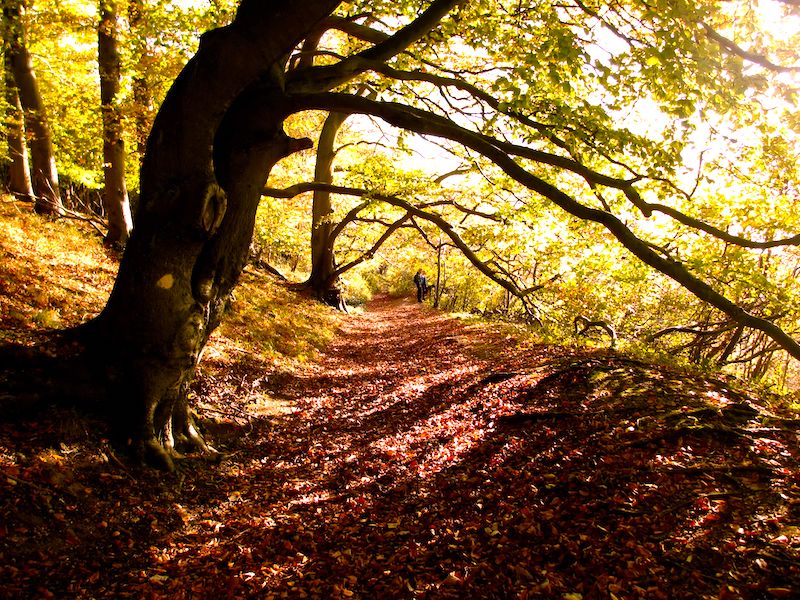 Tree in sunlight on Ridgeway - Autumn colour car-free trips