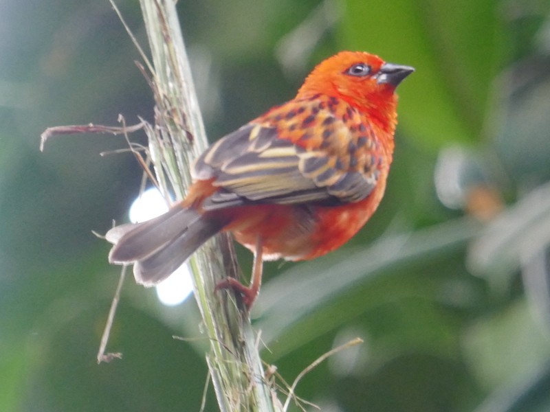 A colourful Madagascan Red Fody bird at Chester Zoo, spotted on our car-free trips with kids