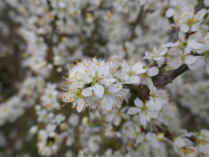 What you might see on a local walk in spring; some Blackthorn.