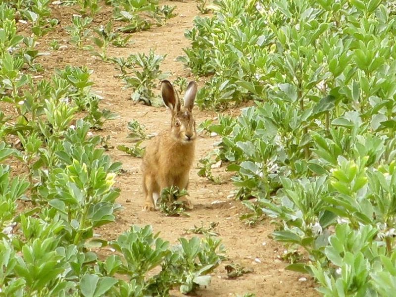 What you might see on a local walk in spring; Hare in a field.