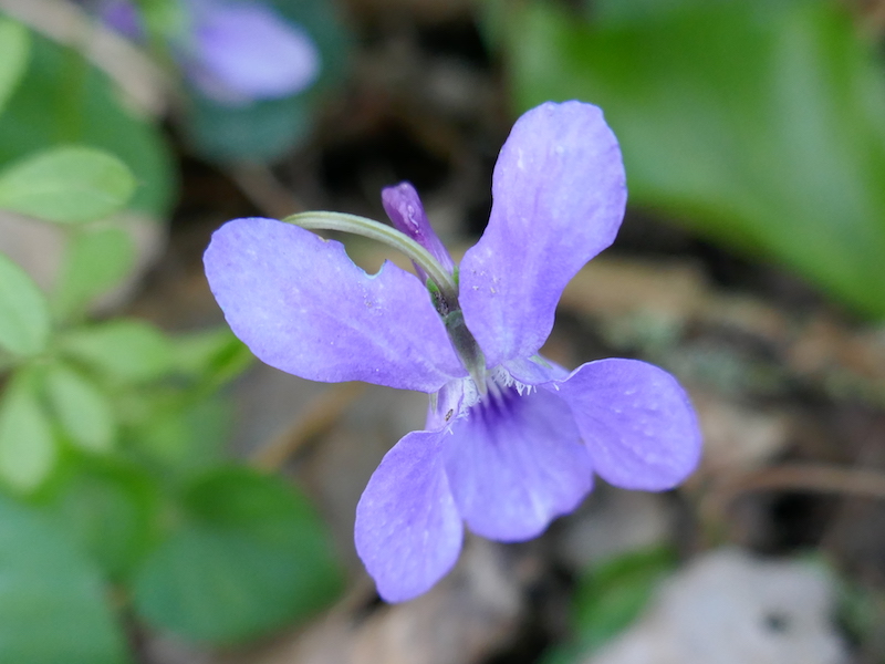 What you might see on a local walk in spring; a Violet.